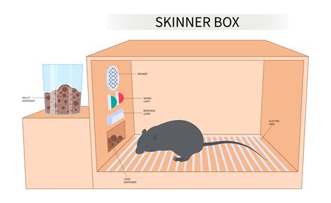 Skinner Box Baby In Skinner Box Wood Print By Science Source Pixels