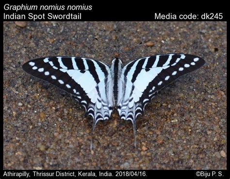 Graphium nomius | Butterfly