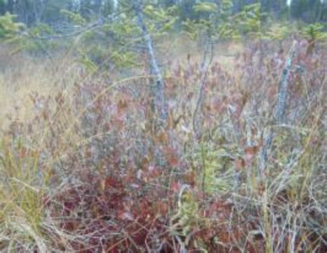 Monitoring Seasonal Hydrological Dynamics of Minerotrophic Peatlands ...