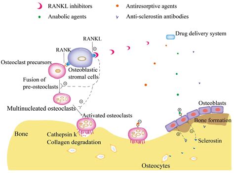 Drug Delivery and Therapy Strategies for Osteoporosis Intervention