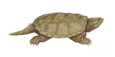 Image result for Snapping Turtle Drawing