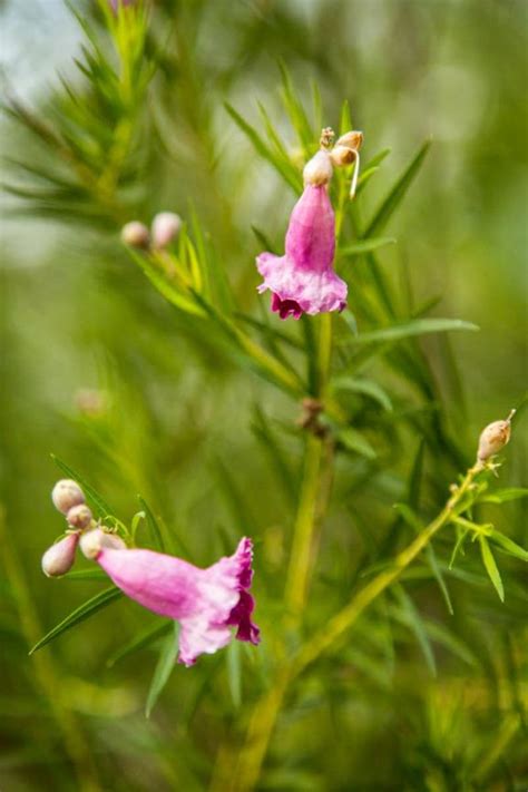 Chilopsis linearis - Desert Willow | Myriad Botanical Gardens ...