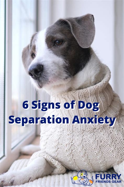 Image result for Dog Separation Anxiety Problem