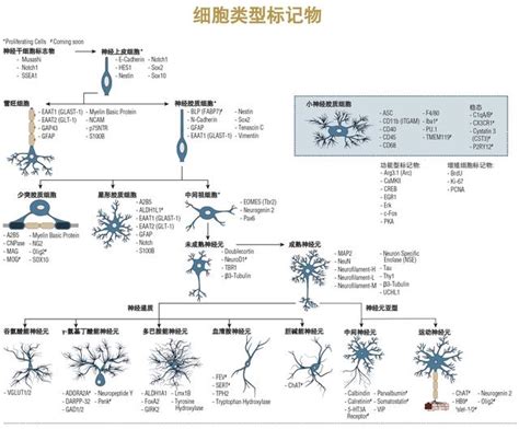 神经元和胶质细胞标记物_神经系统