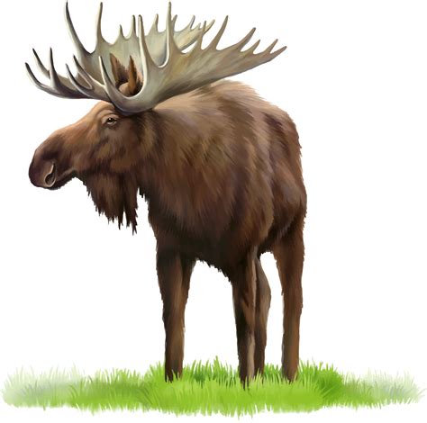 Moose, elk PNG transparent image download, size: 3738x3714px