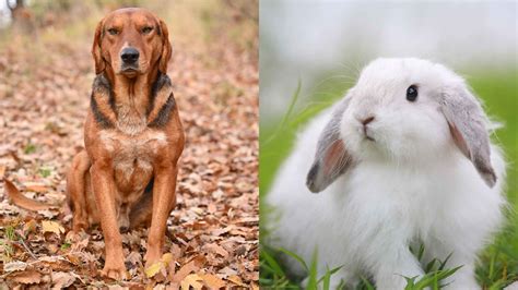 Image result for Rabbit Hunting without Dogs