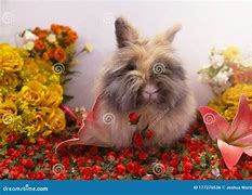 Image result for Fluffy Bunnies with Flowers