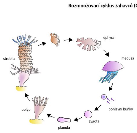 Jellyfish Life Cycle Life Cycles Jellyfish Facts For