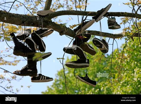 Image result for Shoe Tree Project