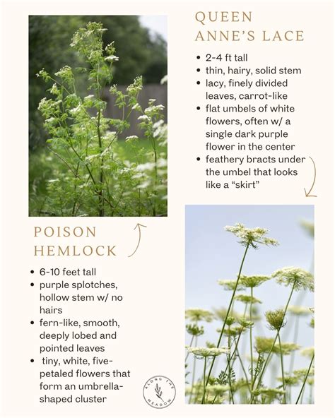 Queen Anne’s Lace vs Poison Hemlock – Plant Identification - along the meadow