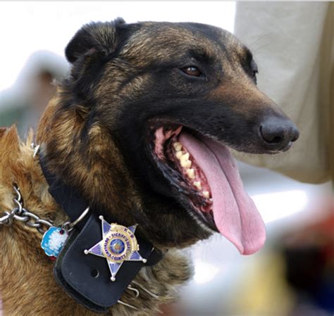 Importance of K-9 Units in Security - Corinthians Group of Companies