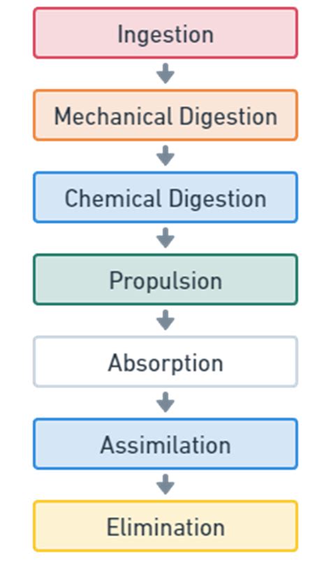 Digestive System Process Step by Step 的图像结果