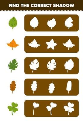 Image result for Leaf Modification Animation