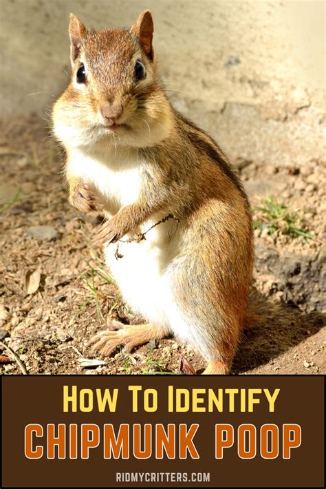 Image result for Digesting Chipmunk