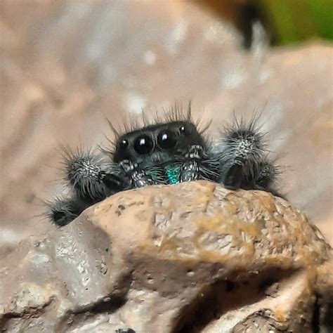 Everyone meet Ghost. 👻 My new Phidippus regius 😍😊 : r/jumpingspiders