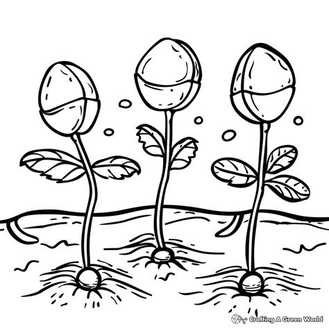 Germination Coloring Pages