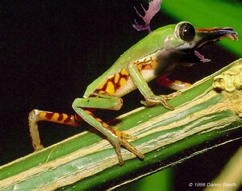 Image result for Mutant Animals