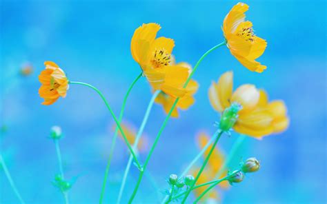 Radiant Yellow Cosmos Blooms Against a Serene Blue Sky – HD Nature ...