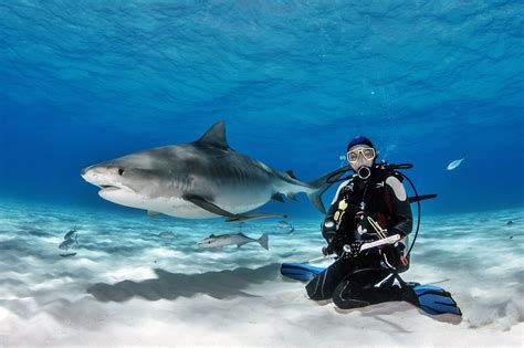 Scuba Diving With Great White Sharks