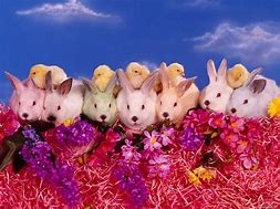 Image result for Show Me a Picture of Bunnies in Spring