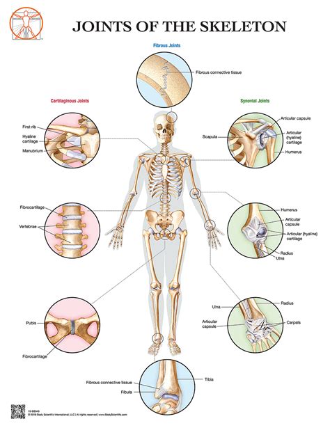 Six Types Of Synovial Joints And Examples