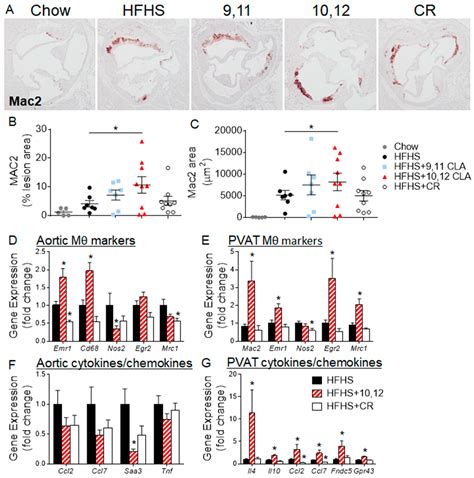 10,12 Conjugated Linoleic Acid-Driven Weight Loss Is Protective against ...