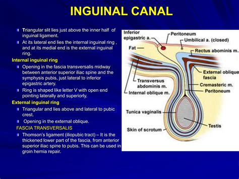 INGUINAL CANAL2.ppt