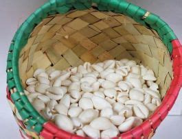 ARTS of INDIA | White Sea Shell - Kaudi - Kavade - Medium | Sustainable ...