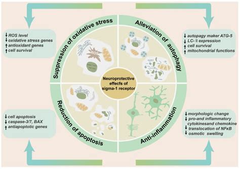 Sigma-1 Receptor in Retina: Neuroprotective Effects and Potential ...