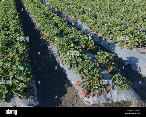 Rows of strawberry plants, Salinas Valley, central CA Stock Photo - Alamy