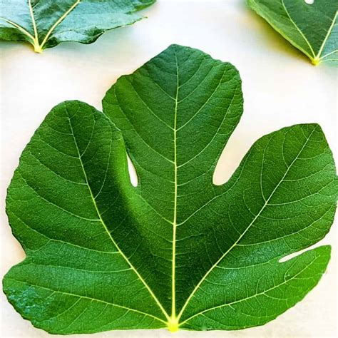Figs Leaves