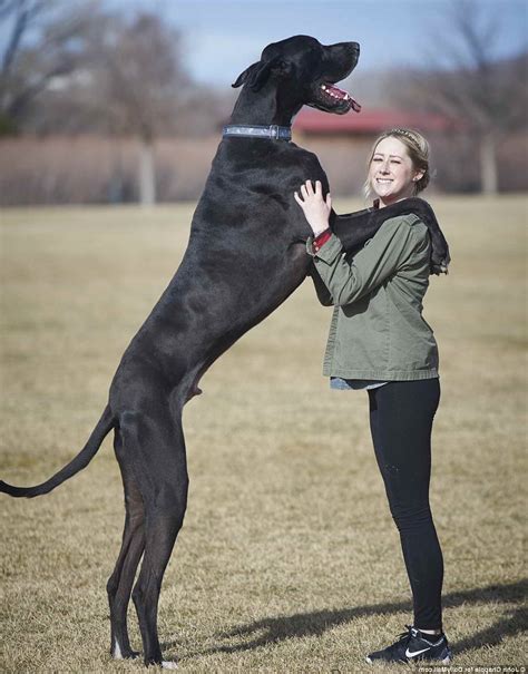 Big Great Dane Dog | PETSIDI