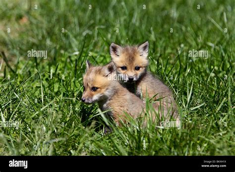 Red foxes hi-res stock photography and images - Alamy