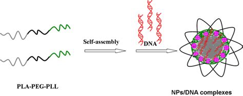 Biodegradable Tri-Block Copolymer Poly(lactic acid)-poly(ethylene ...