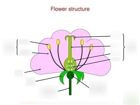 Flower Structure 的图像结果