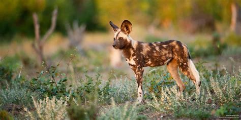 African Wild Dog