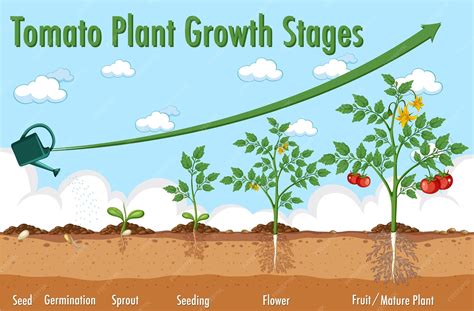 Life cycle of tomato plant diagram | Premium Vector