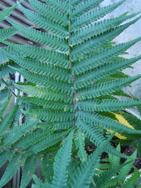 agaclar.net - İstanbul Üniversitesi Fen Fakültesi Alfred Heilbronn ...