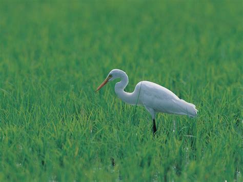 Kuş Resimleri (3. Katalog) - Sayfa 31