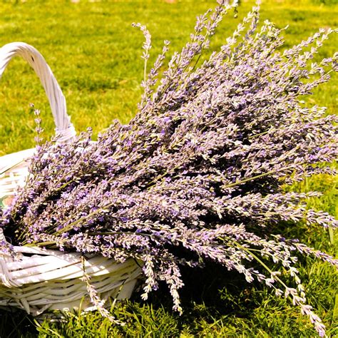 Grosso Lavender Plants | Greenwood Nursery