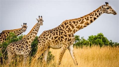 Giraffes just silently went to the list of endangered animals facing ...