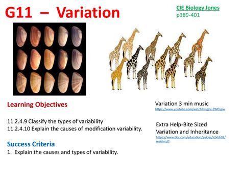 Variation Definition 的图像结果