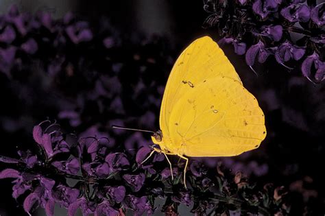 Sulfur butterfly | Migration, Host Plants & Camouflage | Britannica