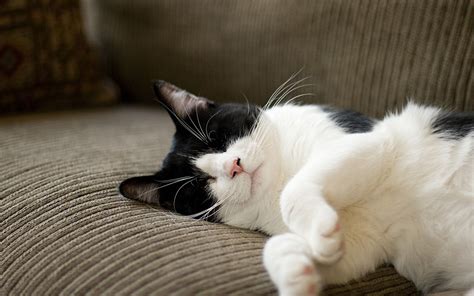 Image result for Cat Coding at Computer Pic