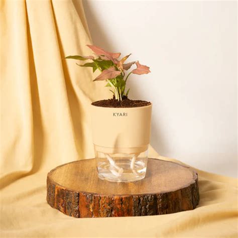 Indoor Office Plants - Buy Office Desk Plants Online – Kyari.co