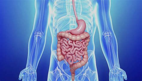 Lean Weight and Improved Digestion Explained – thegoodbug