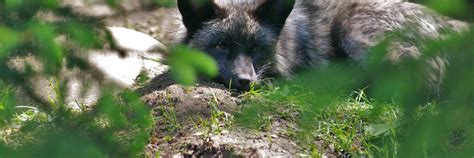 Fur Bans - FOUR PAWS International - Animal Welfare Organisation