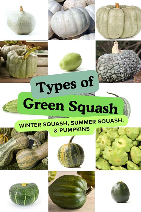 Summer Squash Varieties 20 Different Squash Types (And How To Use 'Em)