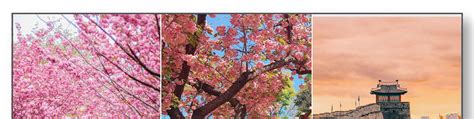 Cherry Blossom Suwon Hwaseong Fortress Tour from Seoul - Klook India