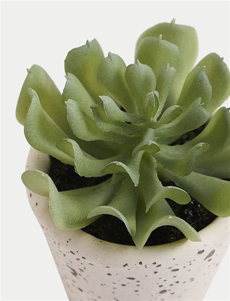 Buy Artificial Succulent in Ceramic Pot at Marks & Spencer